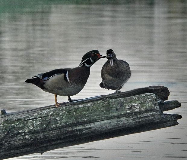 Wood-duck about to kiss his mate, she is tickled.