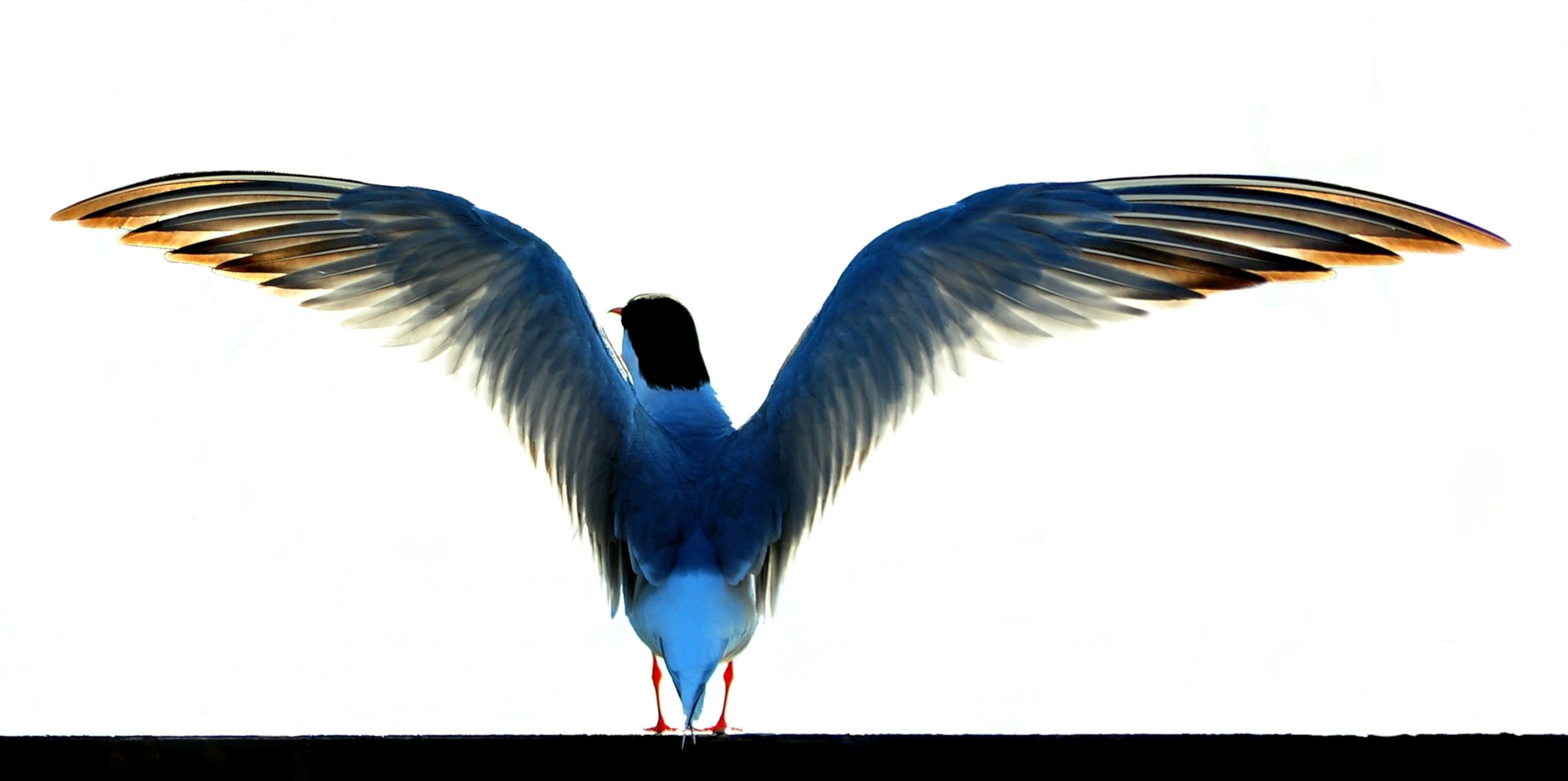 Photo of Tern with wings spread open on white background.
