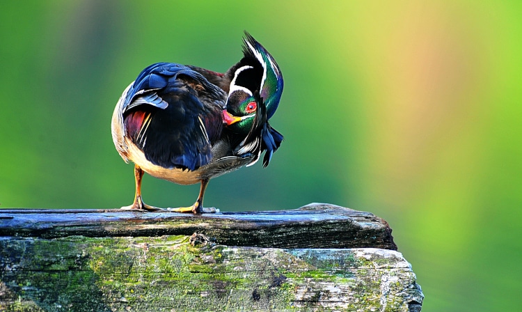 photo of woody the male wood duck preening