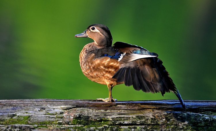 photo of female wood duck standing on one leg stretching out the other leg