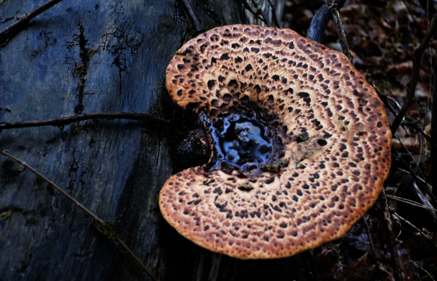 Photo of Hammered Copper fungus, signifying a knee cap