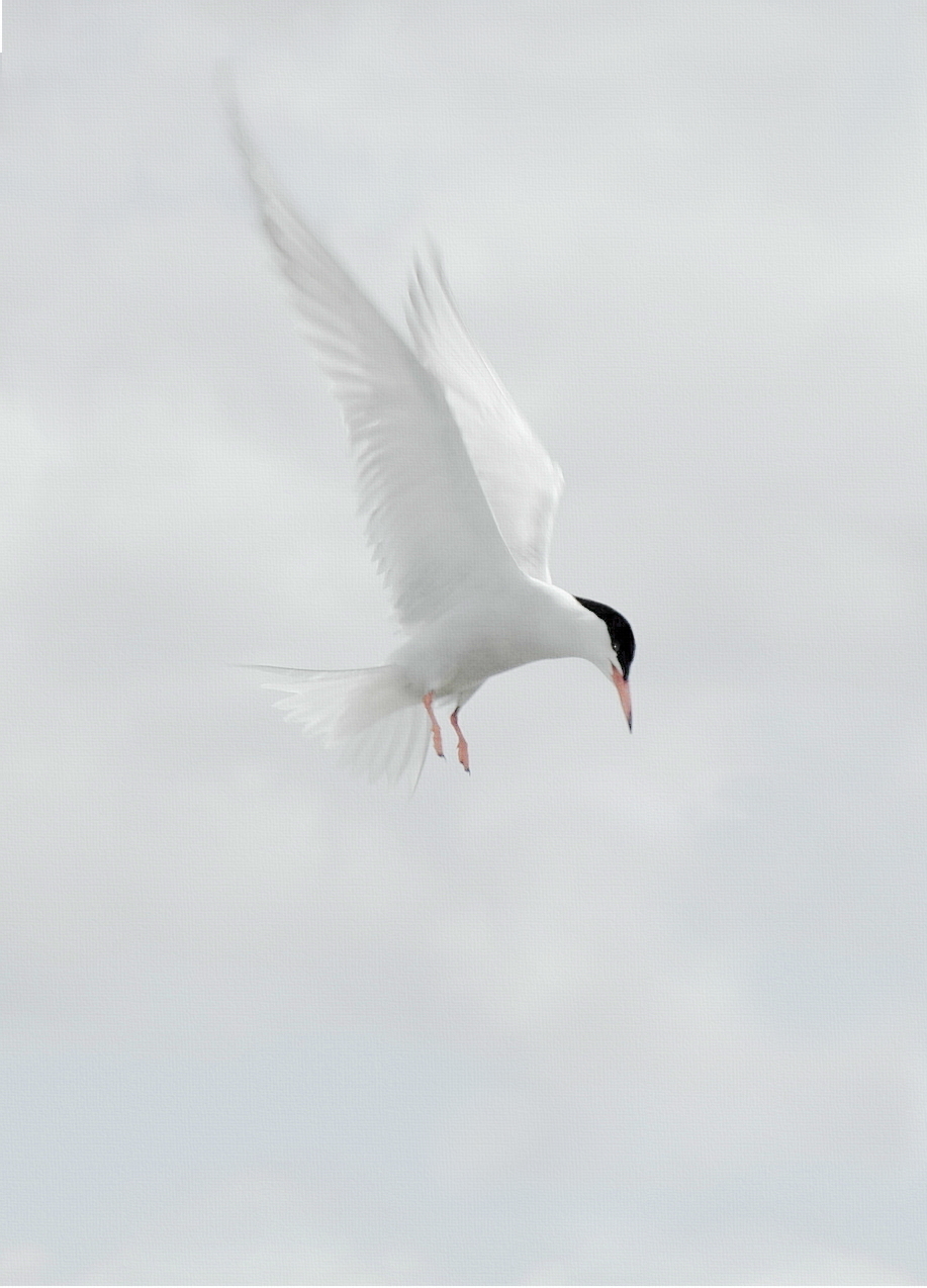 Hovering Common Tern photograph.
