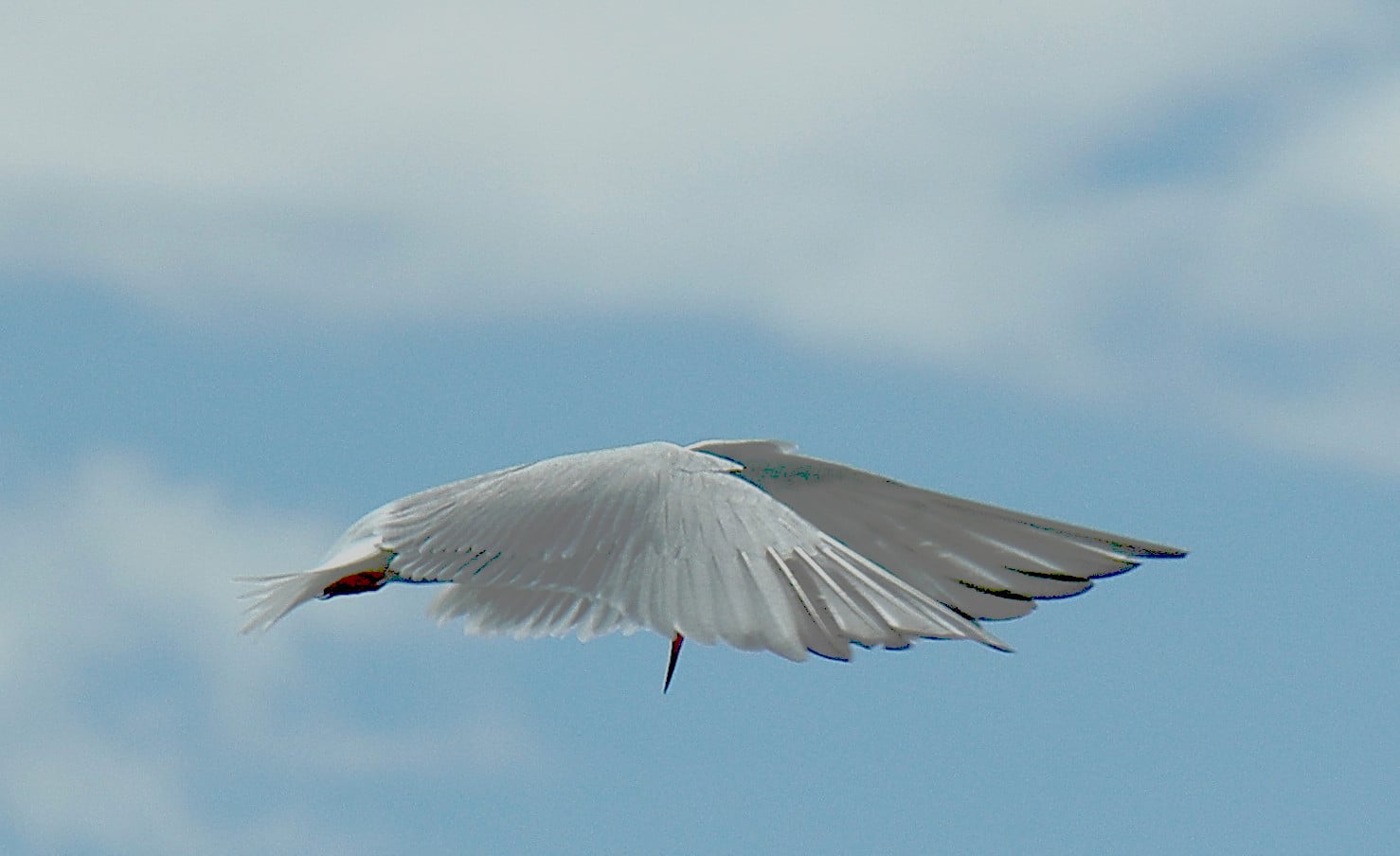 Photo of Flying Tern wings shielding and beak pointing downward.
