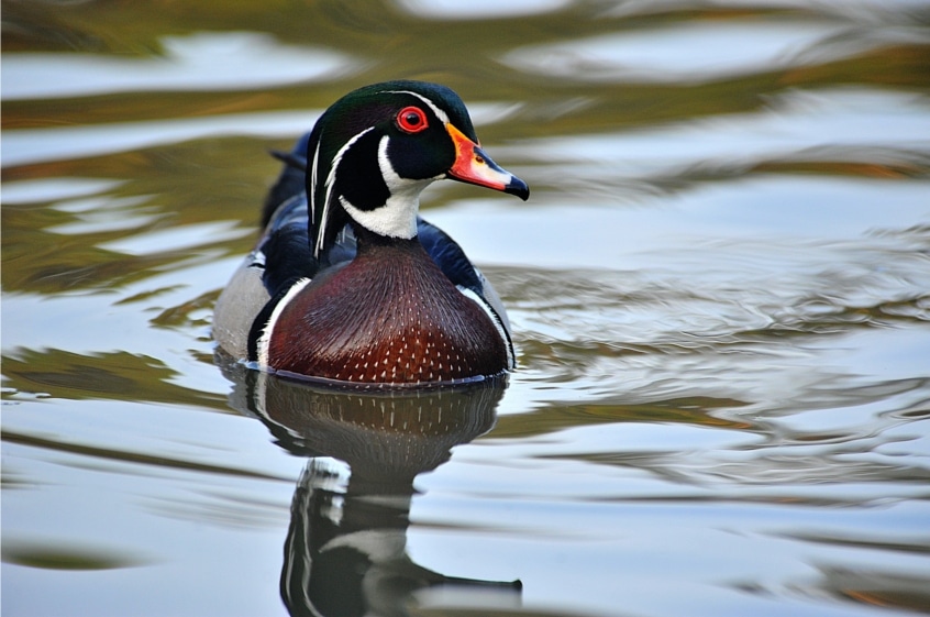  Photo Of male wood duck front view on pond.
