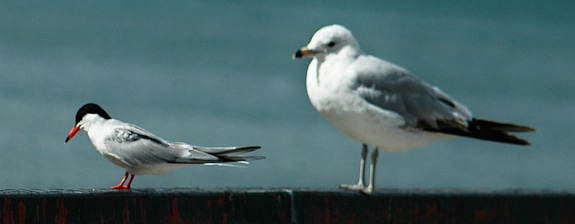 photograph showing tern and seagull side-by-side