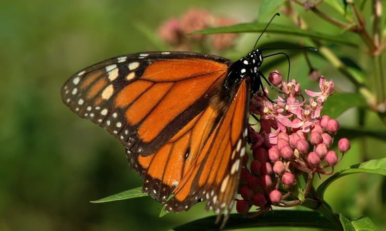 Caterpillar to a monarch, it just took time. Picture of Monarch butterfly on Milkweed.