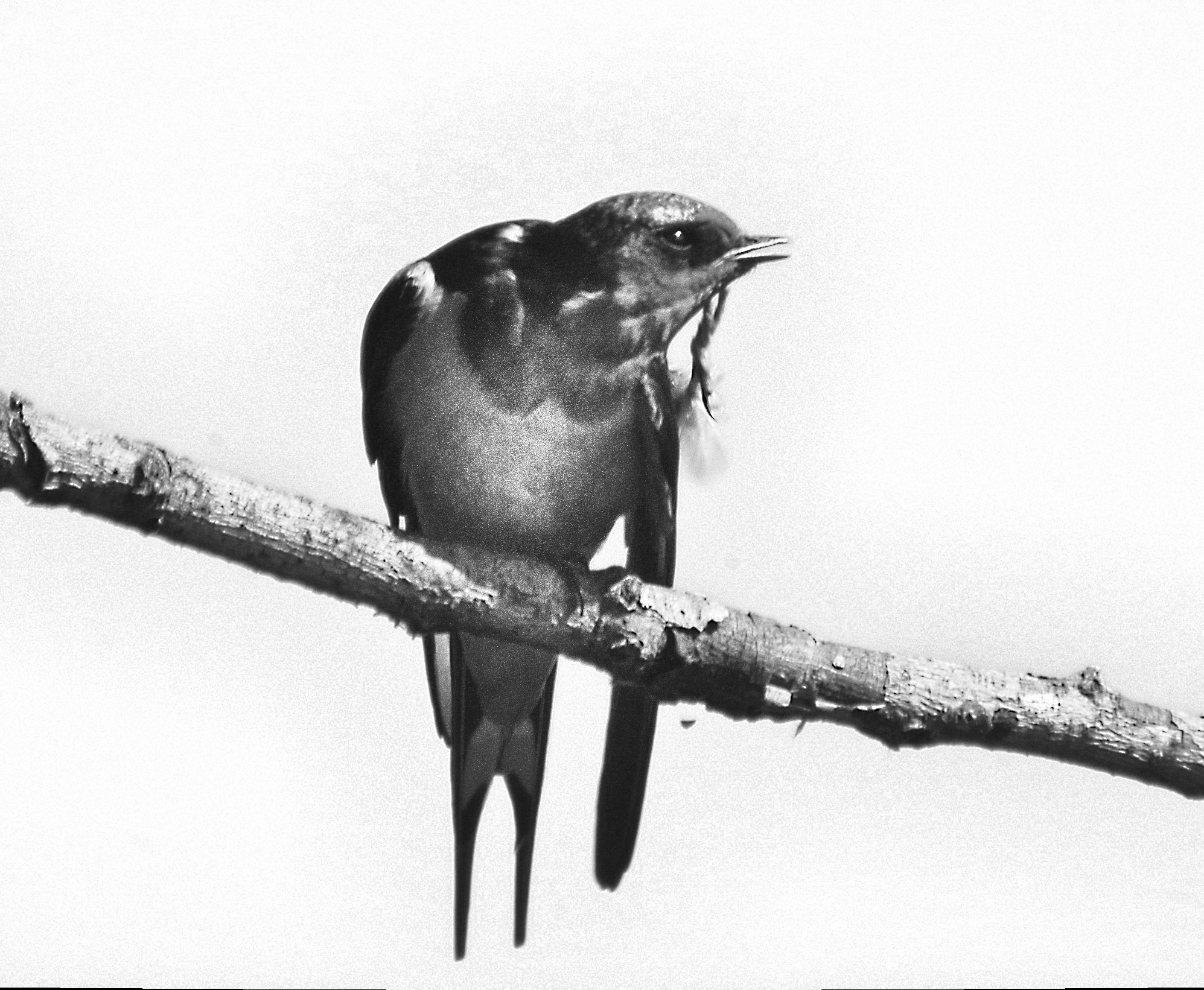 Black and white photograph of Barn swallow in a philosopher pose