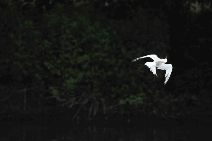 Photo of White Tern flying up-side-down on dark background.
