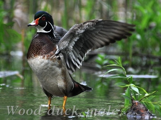 Male Wood-duck standing in water with wing flap