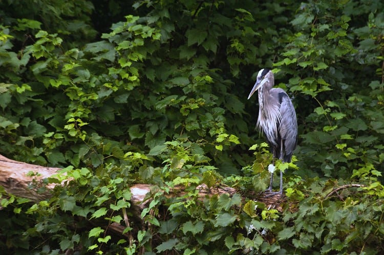 photo of great blue heron drenched in the rain, waiting for a taxi