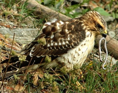 photograph of Red-tailed hawk with snake in its beak