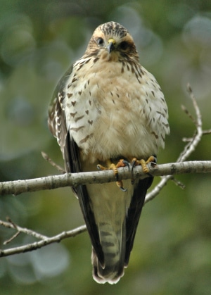 photograph of Red-tailed hawk perched in tree