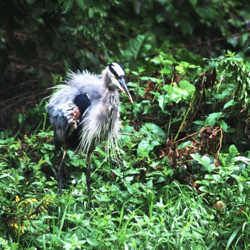 photograph of Great Blue Heron after been soaked in the rain and giving itself a good shake. Spikey feathers.