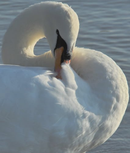 Male swan preening
