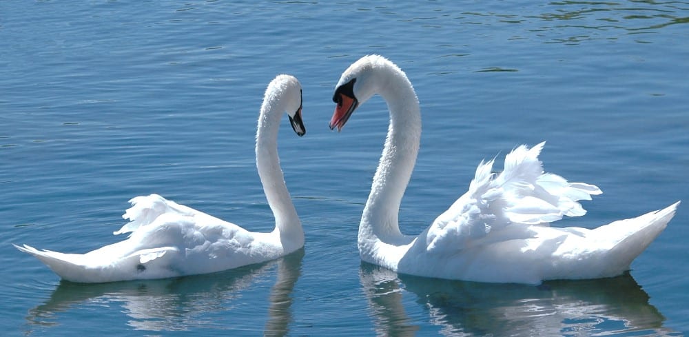 Pen and cob swans in a pose on water
