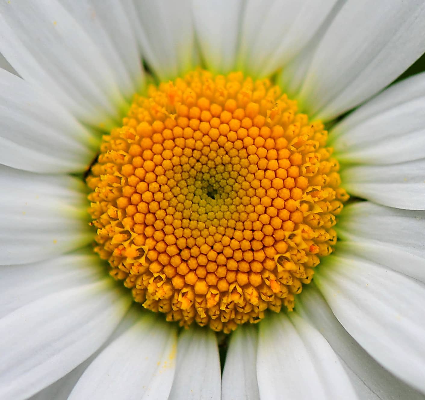 photo of Daisy showing Fibonacci curve
