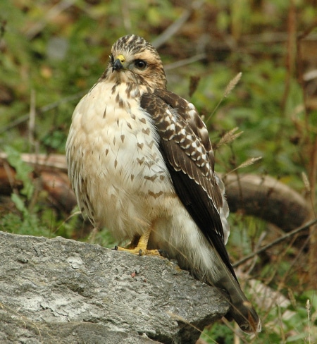 Photograph of Adolescent Red-Tailed Hawk at Brick Works