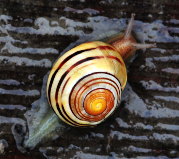 Photograph showing Fibonacci curve on the shell of a snail.