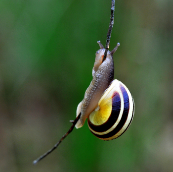 Photo of snail climbing on a tree twig...funny