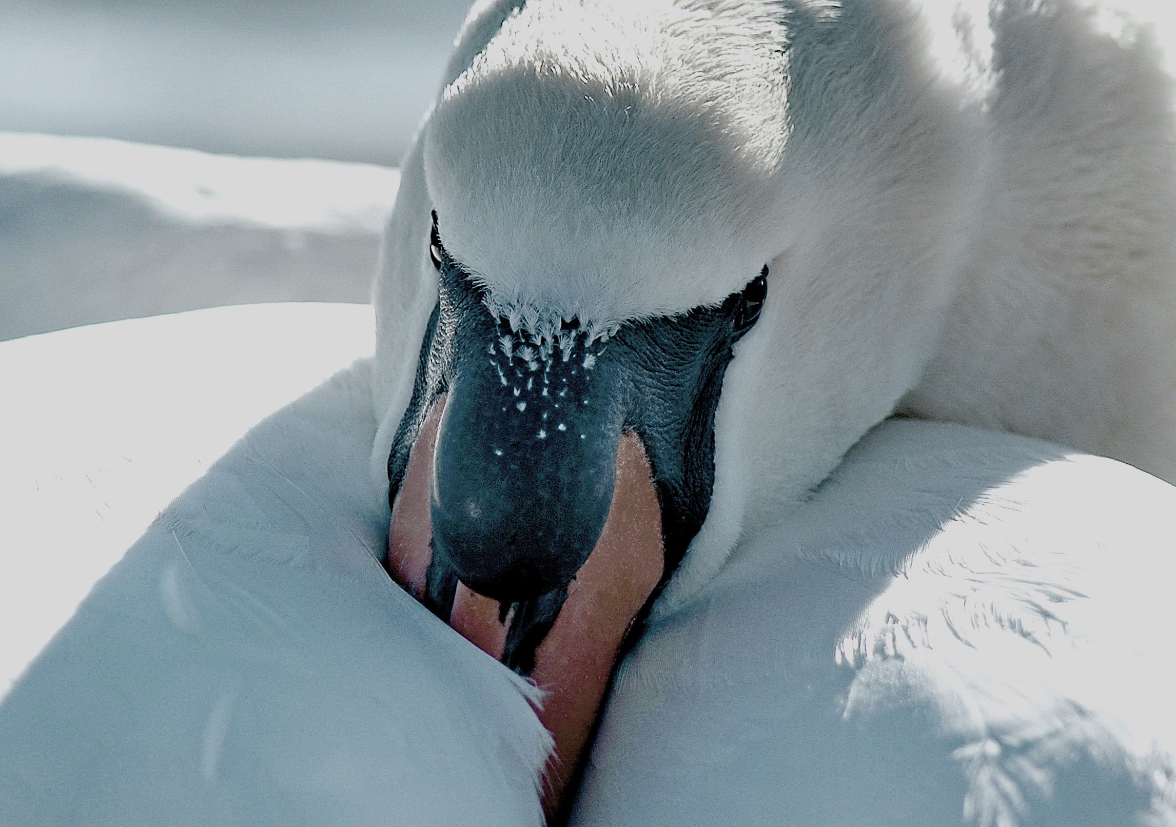 Photograph of male swan close-up'
