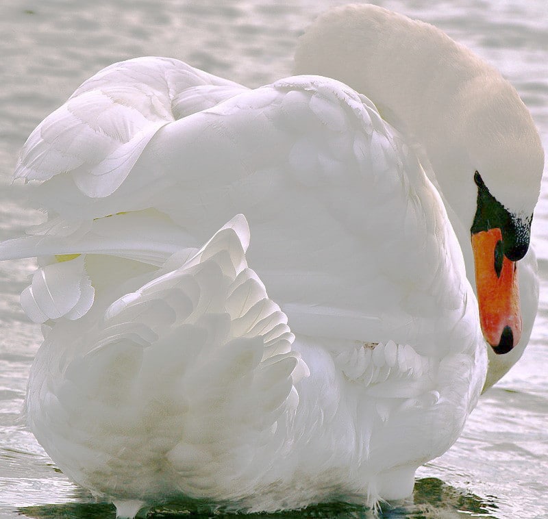 Photo of Mute swan preening
