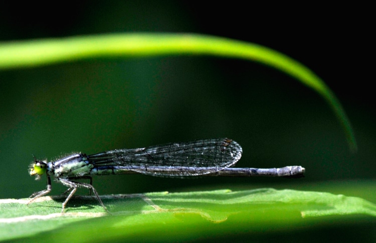 photo of damselfly perched on leaf with its mouth open and wings closed