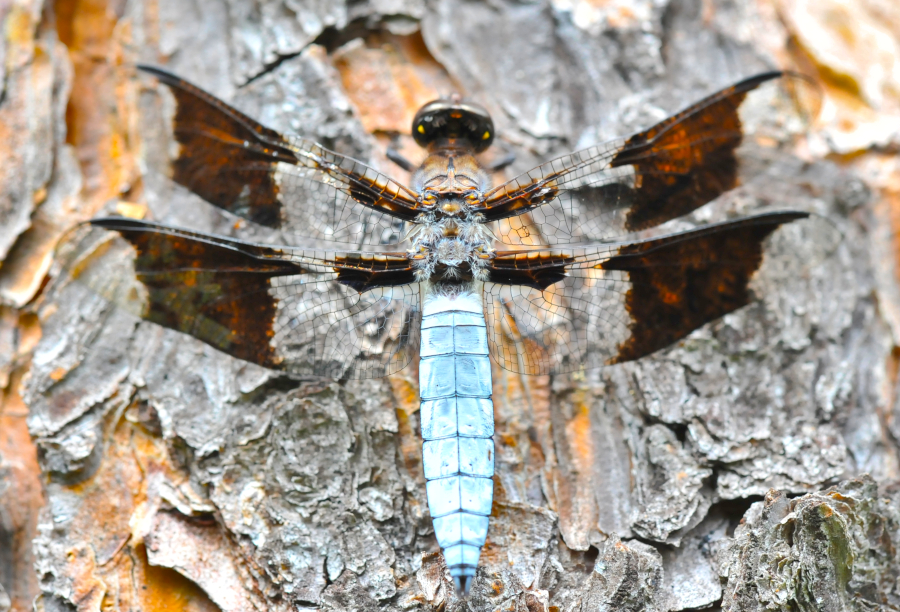 photo of dragonfly at rest with wings outstretched.