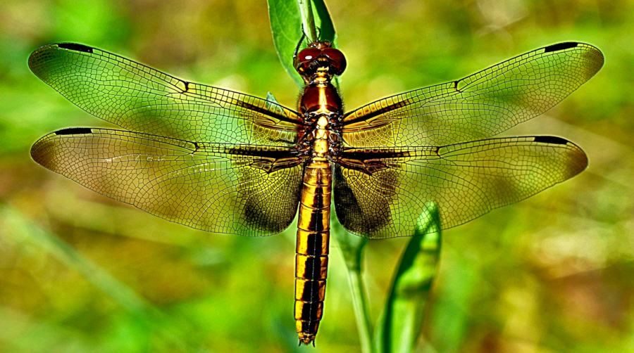 photograph of female dragonfly at rest with wings spread open, 