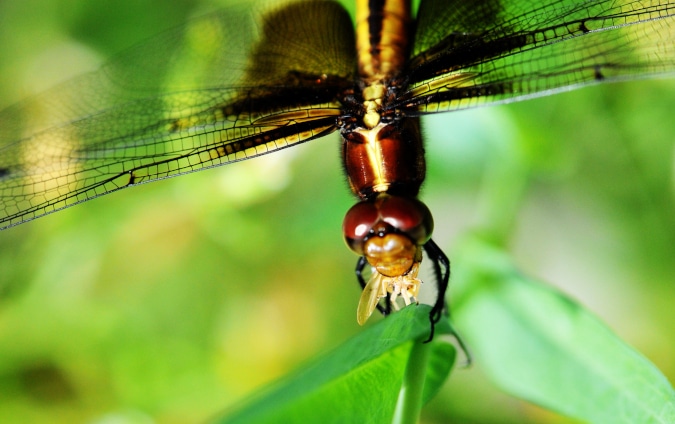 photograph of dragonfly with prey in its mouth