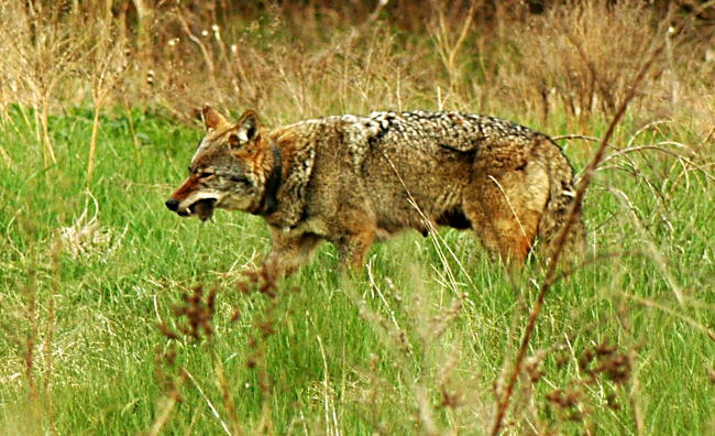 photograph female coyote with prey in its mouth