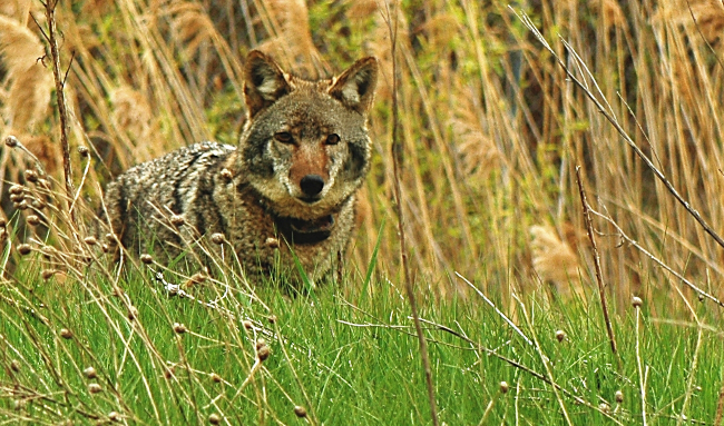 photograph of female coyote watching me