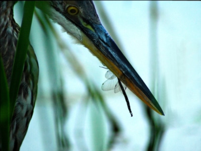 Photo of damselfly caught in the beak of a Great Blue Heron.