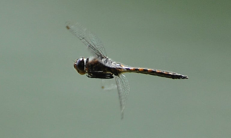 image of dragonfly in flight