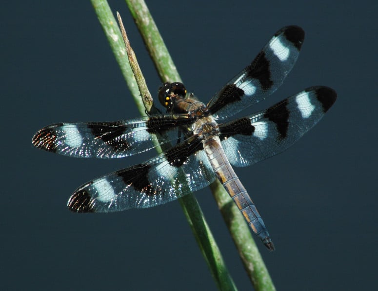 image of twelve spotted dragonfly perched on reeds with its wings open