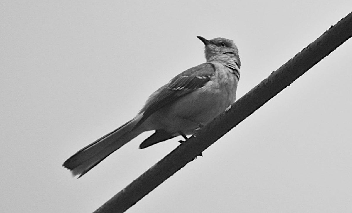 Mockingbirds In Canada -1 With Stunning Mimicry - Nature Blog By Nats