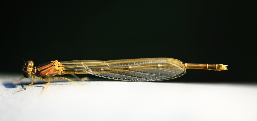 image of damselfly perched with wings closed