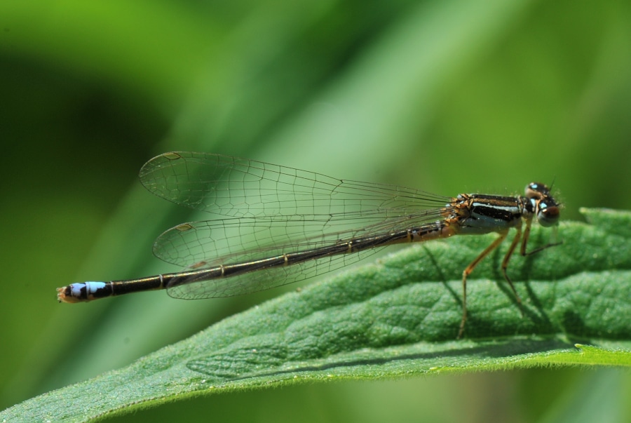 image of bluet damselfly perched on leaf with its wings folded 