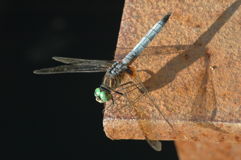 photograph of perched pond hawk dragonfly