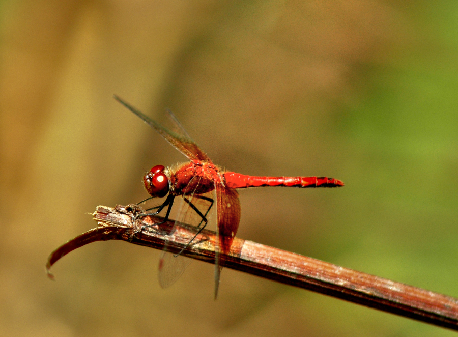 photograph of perched dragonfly
meadow hawk