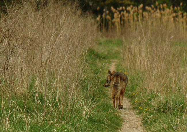 photograph of female coyote trotting down the trail