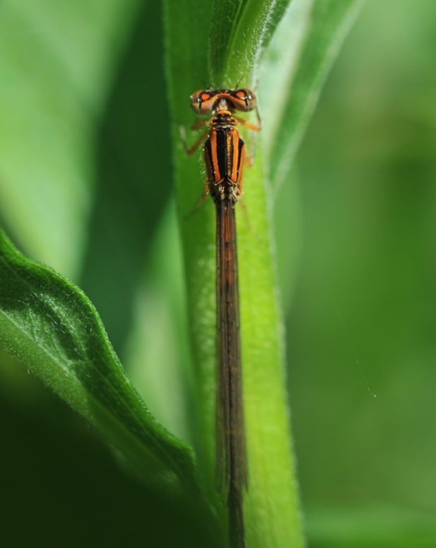 image of orange bluet damselfly perched on leaf with its wings folded over its body