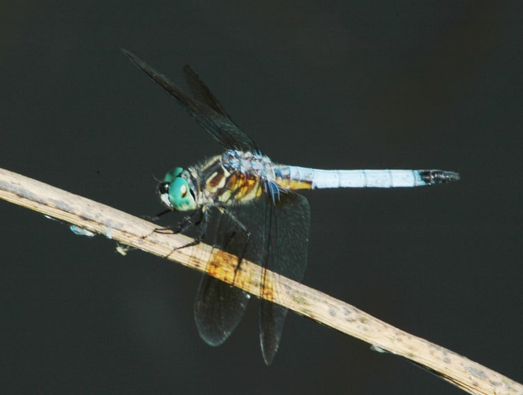 photograph of pond hawk dragonfly perched on old reed eyeing up aphids