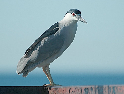 photograph of night heron at Etobicoke creek perched on railing