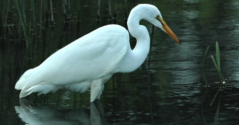 photograph of a Great Egret wading in a pond