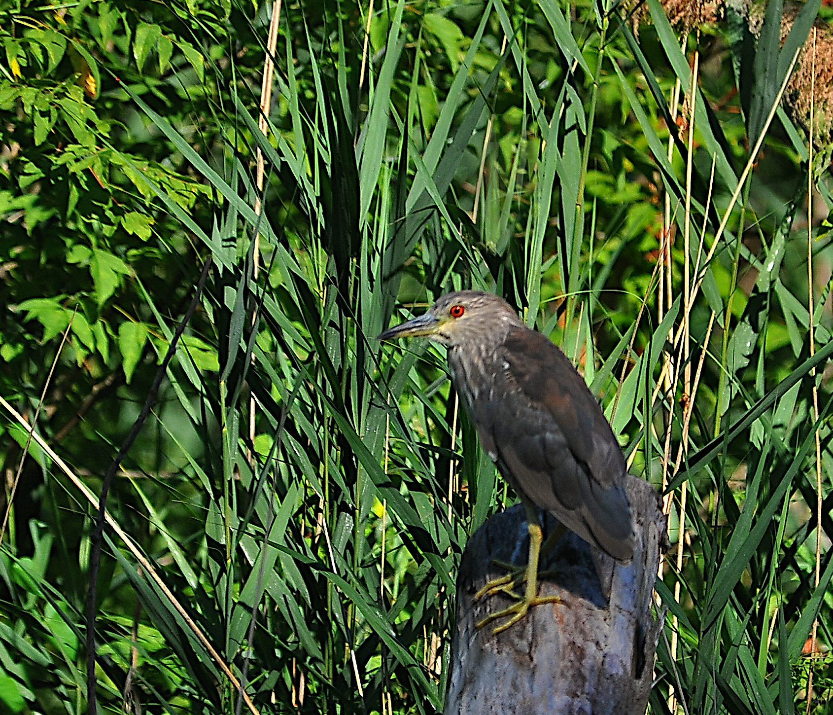 photograph at High Park, Toronto, showing juvenile black-capped night heron perched on fallen tree.