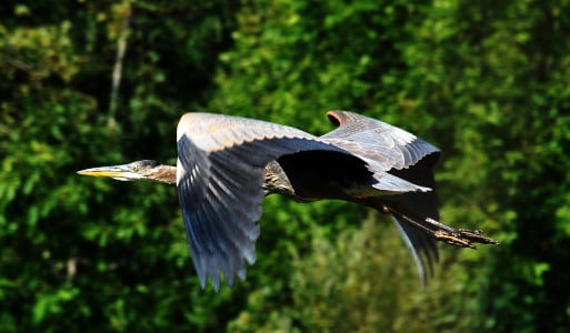 photograph of Great Blue Heron in flight