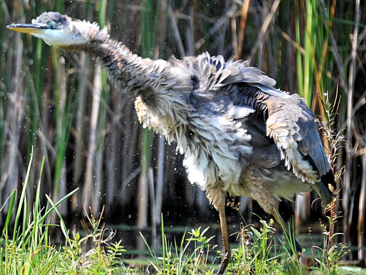 photograph of great blue heron giving itself a good shake
