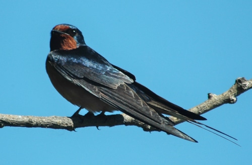 photograph of Barn Swallow on tree branch