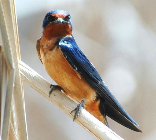 photograph of male Barn swallow perched on a reed