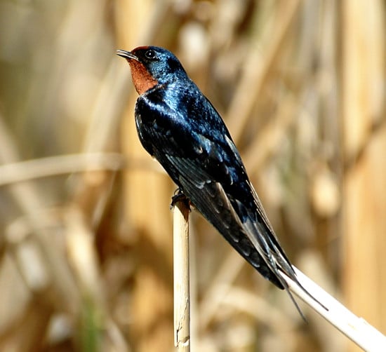 photograph of male Barn Swallow perched on reed